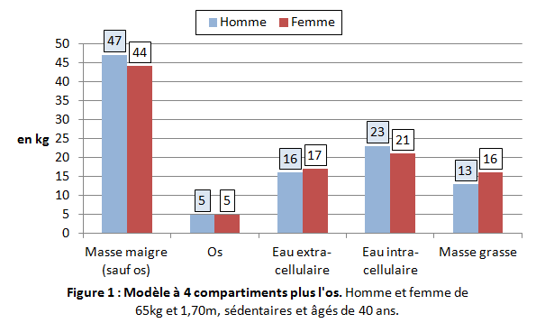 Obesite_Compartiments_corporels.png