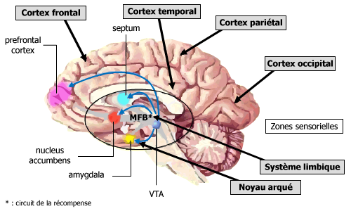 alimentation_cerveau.png