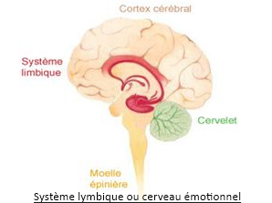 anorexie_cerveau.png