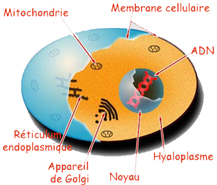 cellule_proteine.jpg